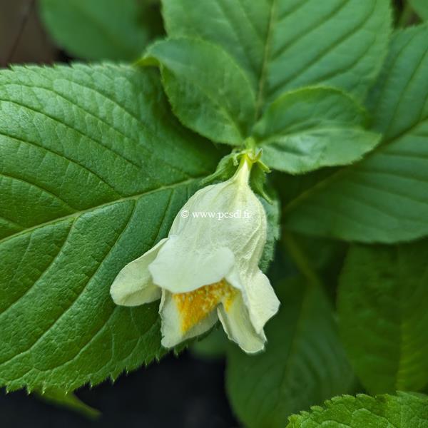 Weigela middendorffiana (1)