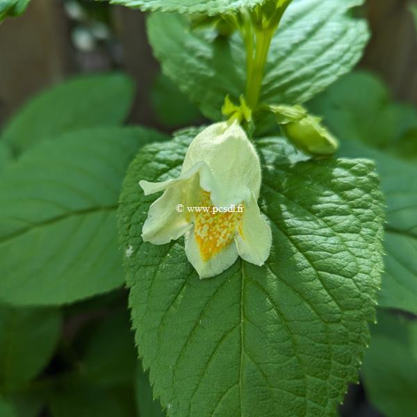 Weigela middendorffiana (2)