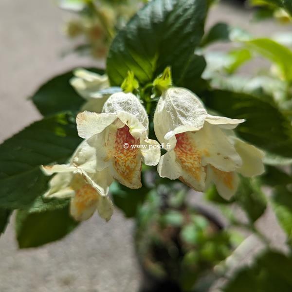 Weigela middendorffiana (5)