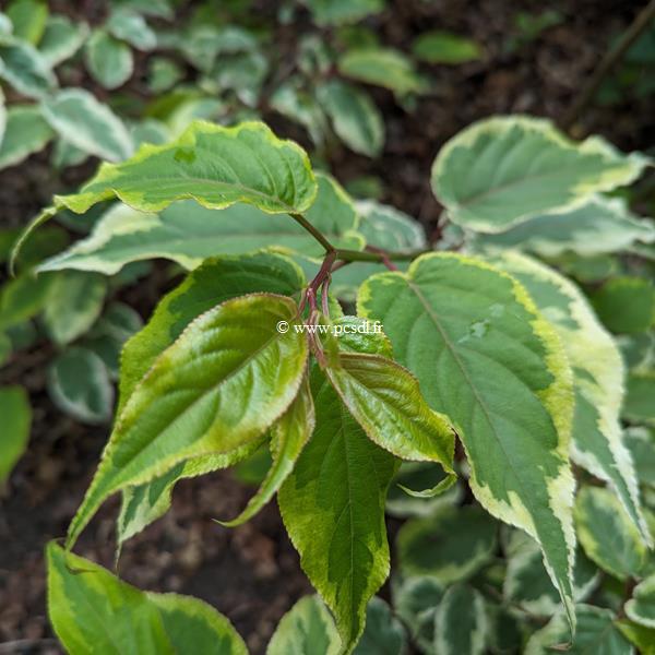 Cornus alternifolia Golden Shadow