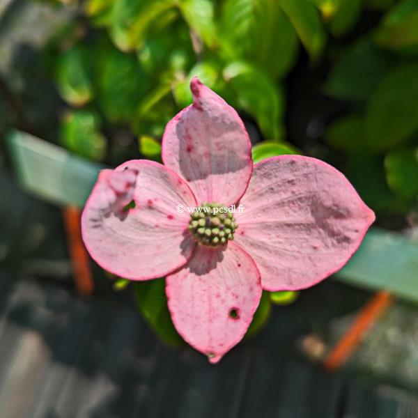 Cornus kousa Blooming Merry Tetra