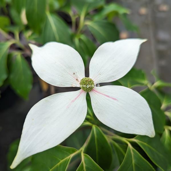Cornus kousa Blue Shadow (2)
