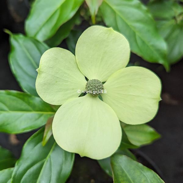 Cornus Parc de Haute Bretagne (1)