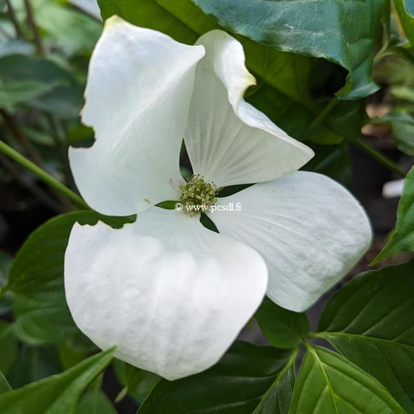 Cornus Vulcan (3)