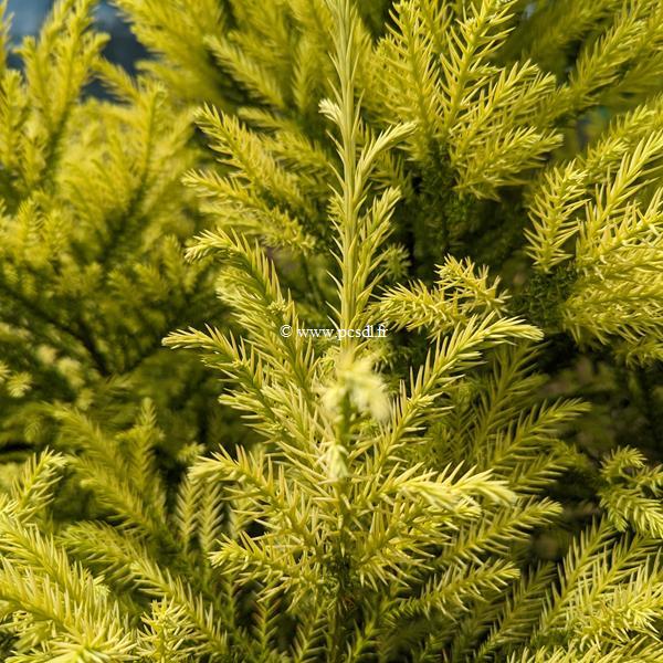 cryptomeria japonica Sekkan Gold (1)