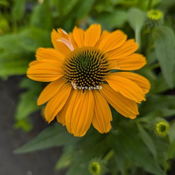 Echinacea Tweety