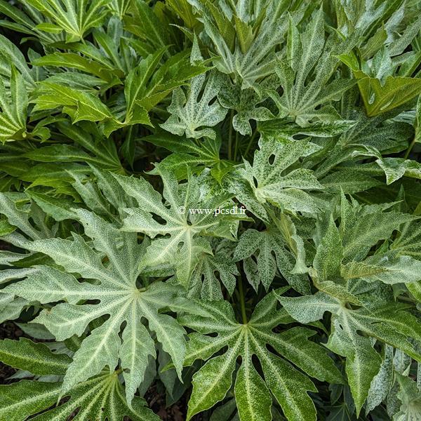 Fatsia japonica Spider Web (2)