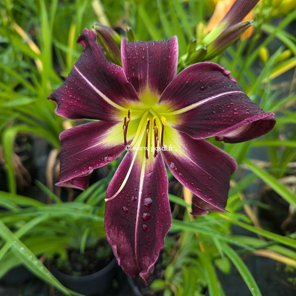 Hemerocallis Painted Black (2)