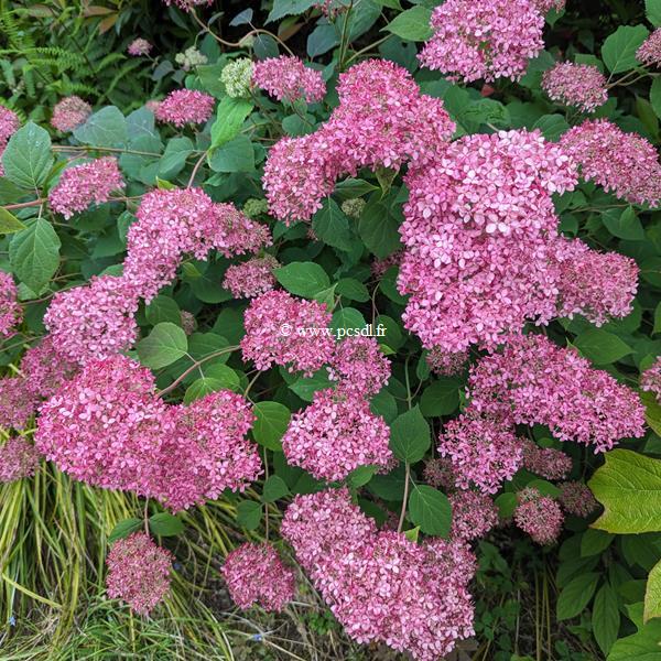 Hydrangea arborescens Invincibelle (1)