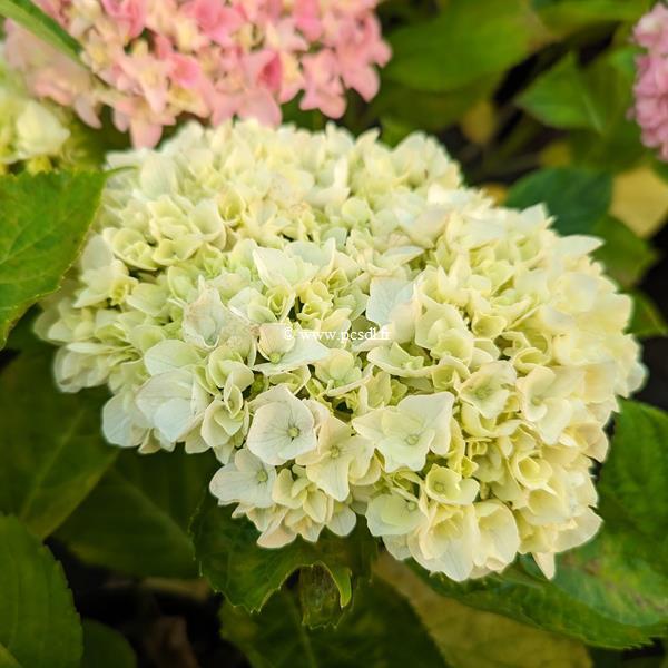 Hydrangea macrophylla Bride (1)
