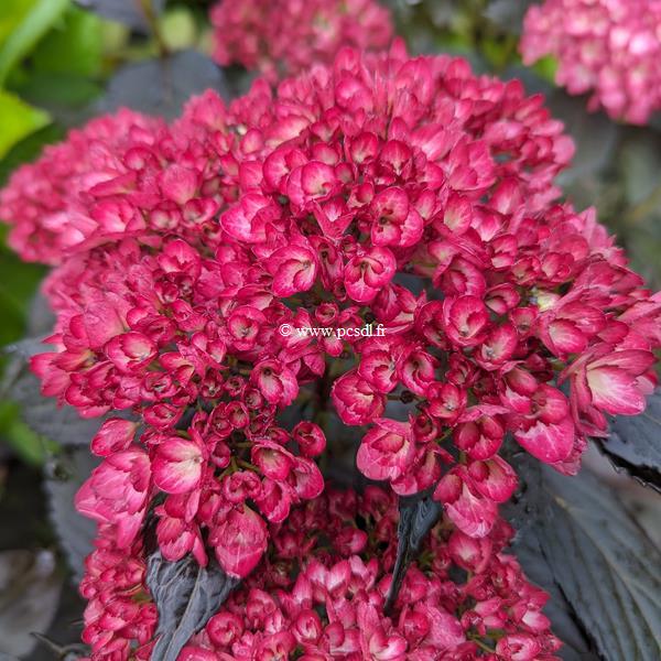 Hydrangea macrophylla Eclipse (5)