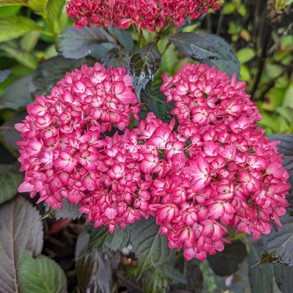 Hydrangea macrophylla Eclipse (3)