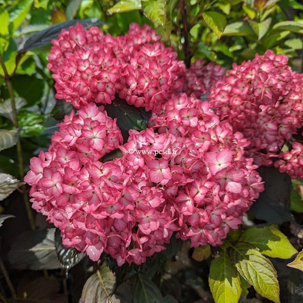 Hydrangea macrophylla Eclipse (6)