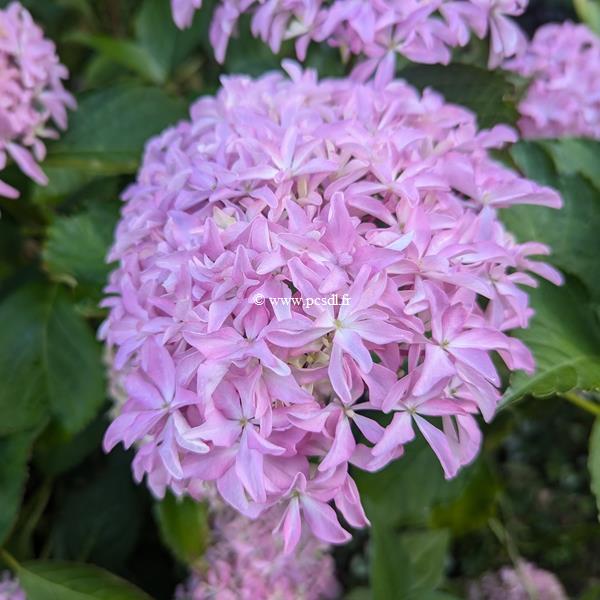 Hydrangea macrophylla Inspire (2)