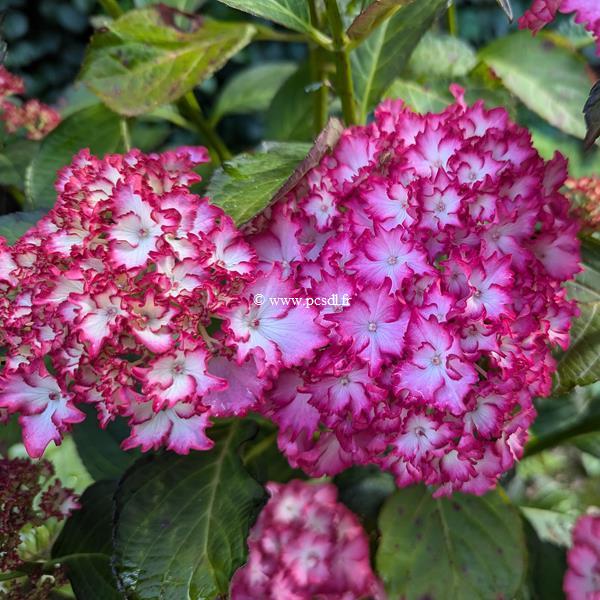 Hydrangea macrophylla Julia (1)