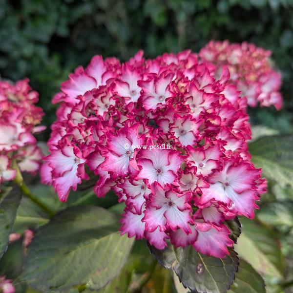 Hydrangea macrophylla Julia (2)