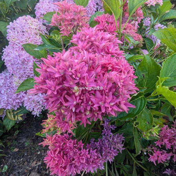 Hydrangea macrophylla Princess Diana