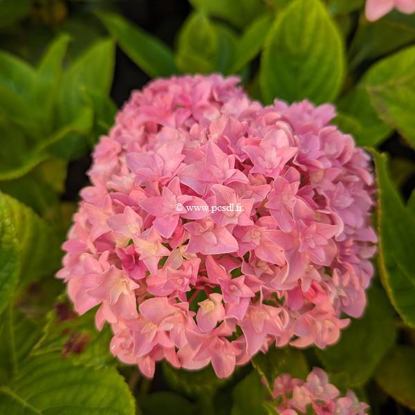 Hydrangea macrophylla Perfection (1)