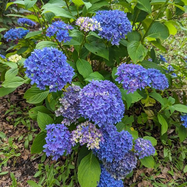 Hydrangea macrophylla Stellar (1)