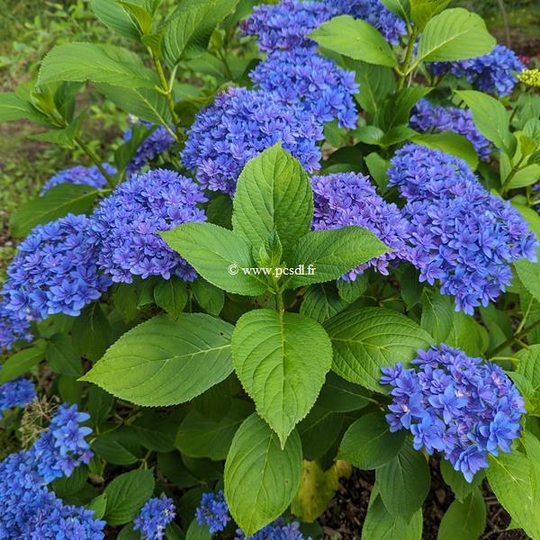 Hydrangea macrophylla Stellar (2)