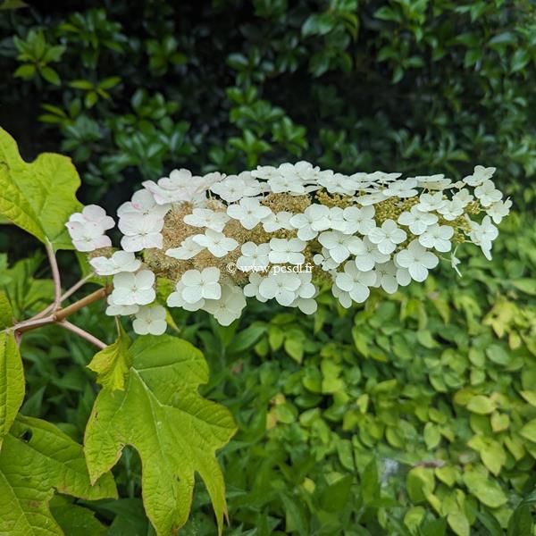 Hydrangea quercifolia Alice (3)