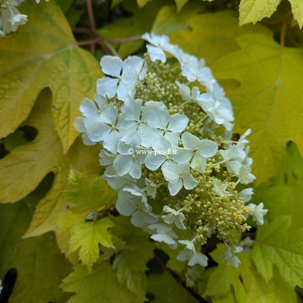 Hydrangea quercifolia Little Honey