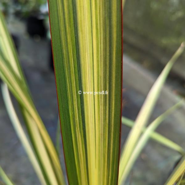 Phormium Apricot Queen (2)
