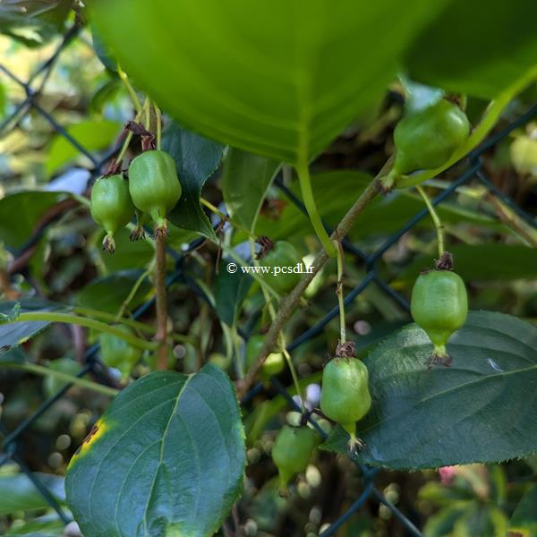 Actinidia arguta Super Issaie