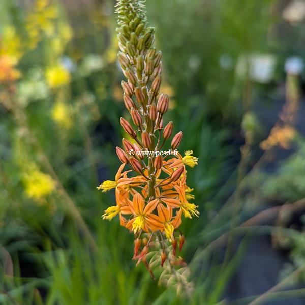 Bulbine frutescens Hallmark (4)