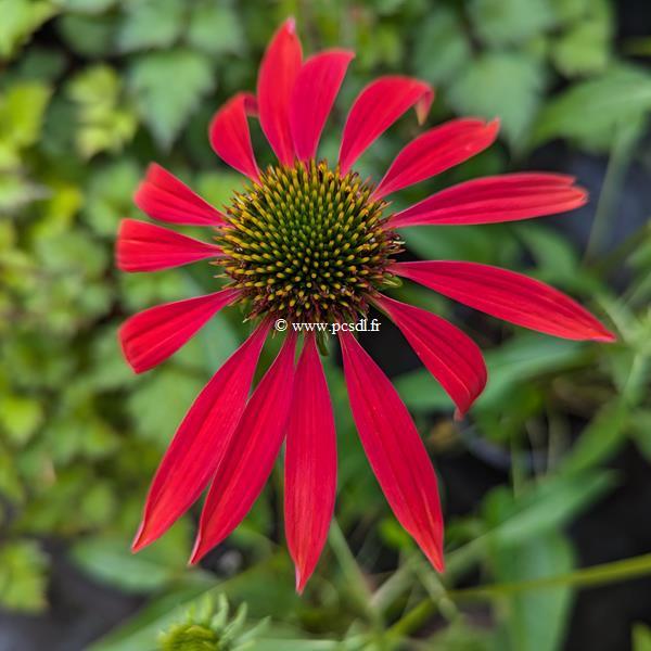 Echinacea Cheyenne Spirit