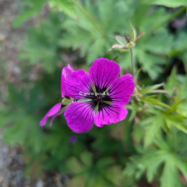 Geranium Dragon Heart (10)