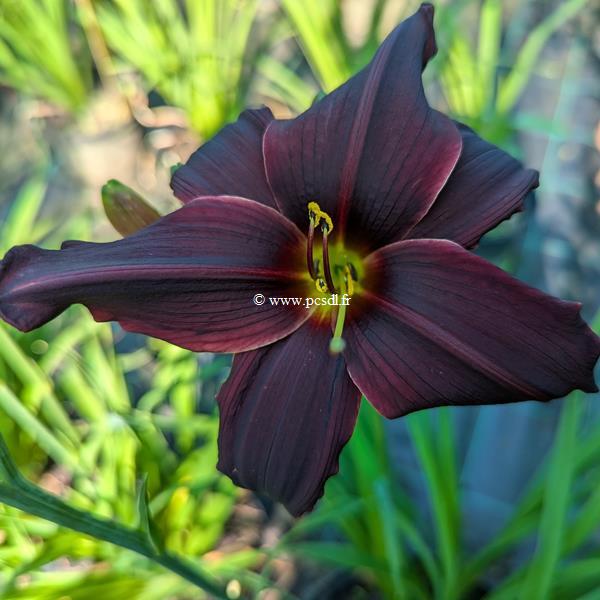 Hemerocallis American Revolution