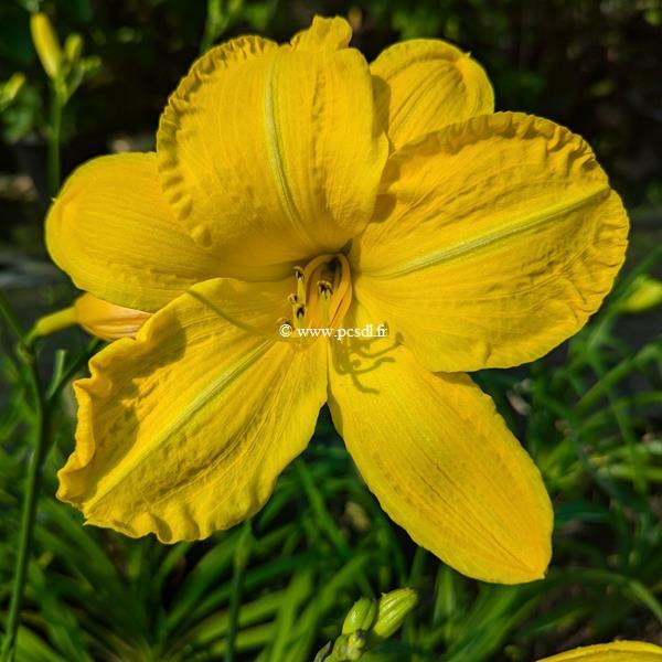 Hemerocallis Cartwheels