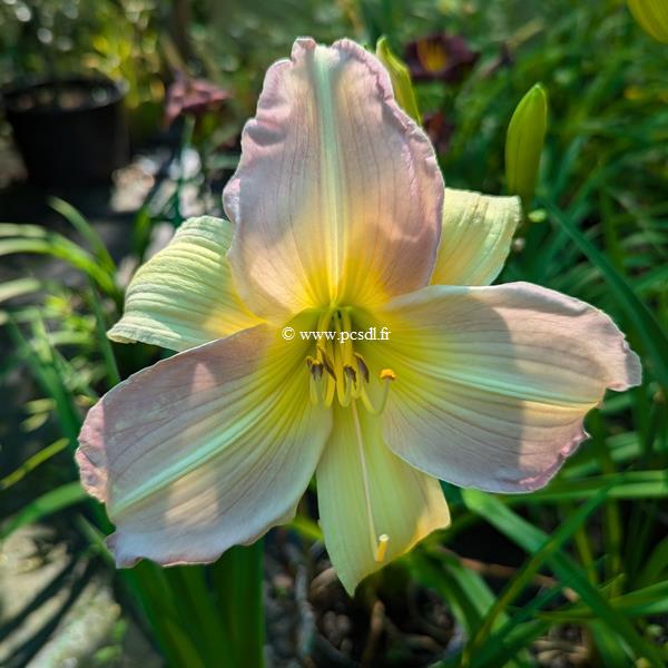 Hemerocallis Ben Arthur Davis