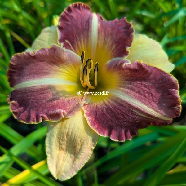 Hemerocallis Buc Clair de Lune