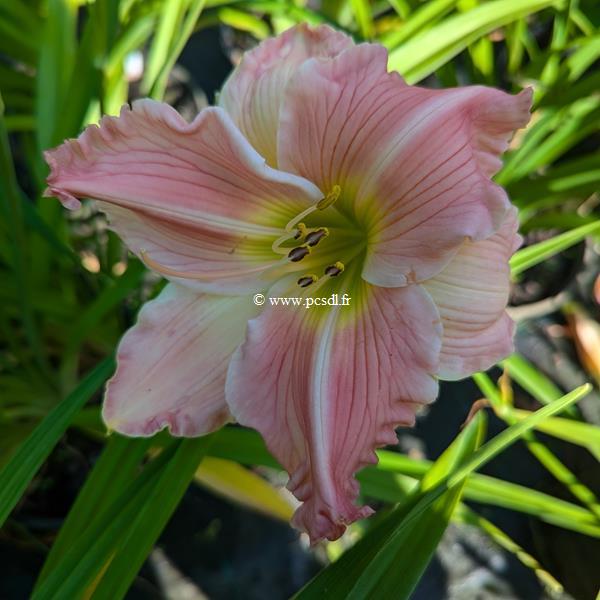 Hemerocallis China Bride (2)