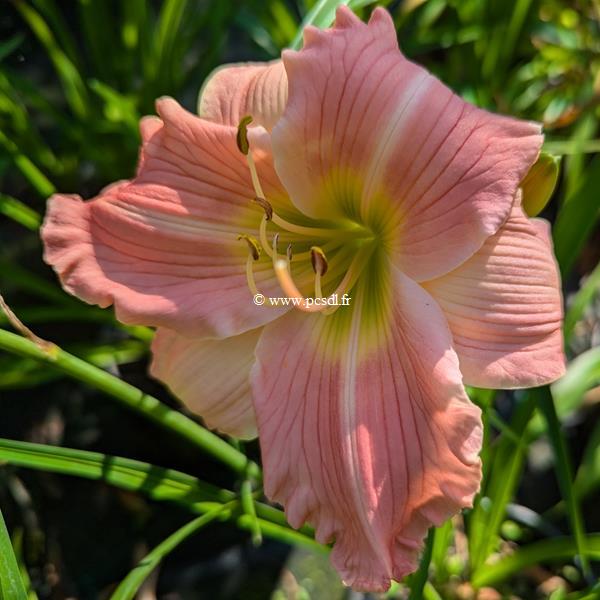 Hemerocallis China Bride