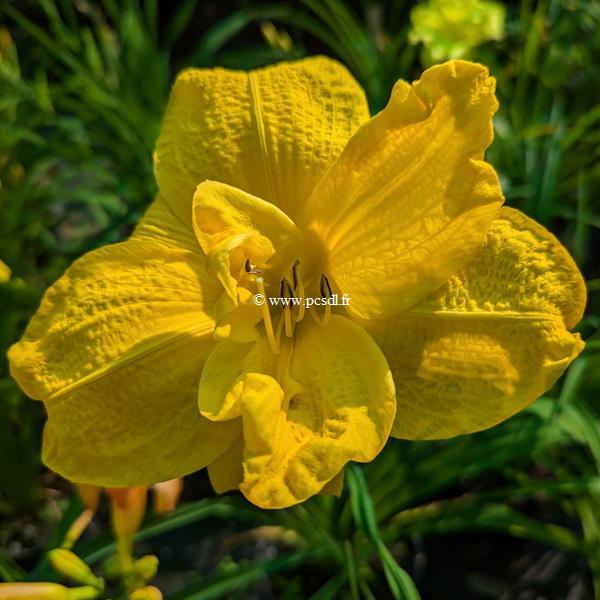 Hemerocallis Double Doubloon