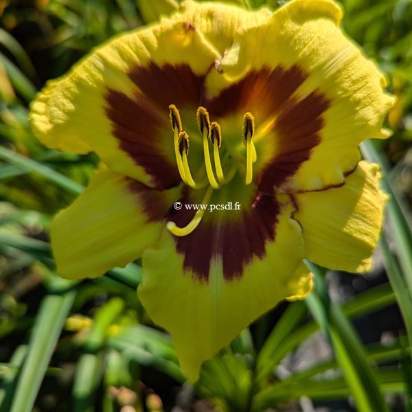 Hemerocallis El Desperado