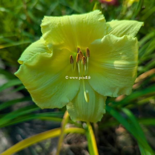 Hemerocallis Fragrant Returns