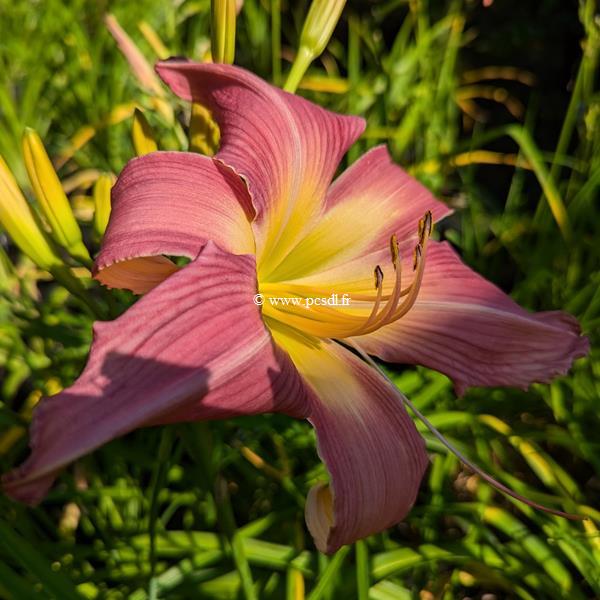 Hemerocallis Lake Norman Spider