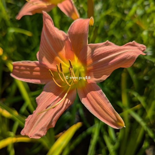 Hemerocallis Luxury Lace