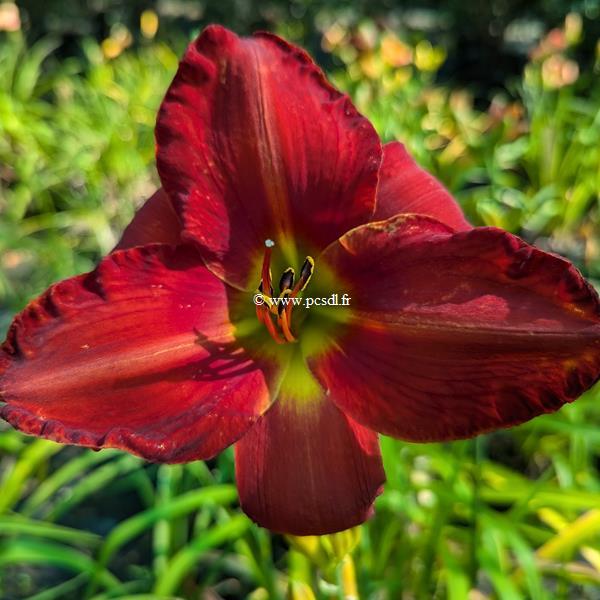 Hemerocallis Scarlock (1)