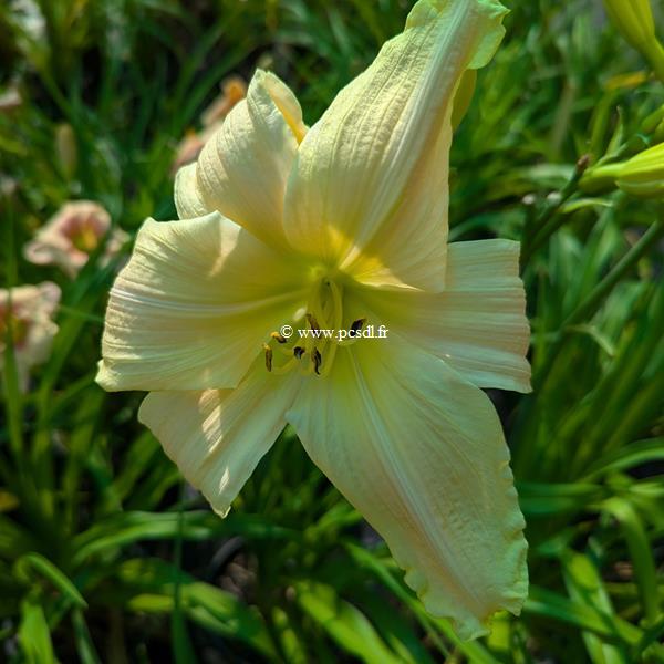 Hemerocallis Silver Circus (1)
