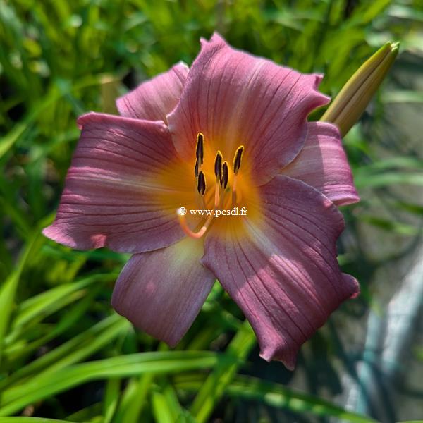 Hemerocallis Sugar Candy