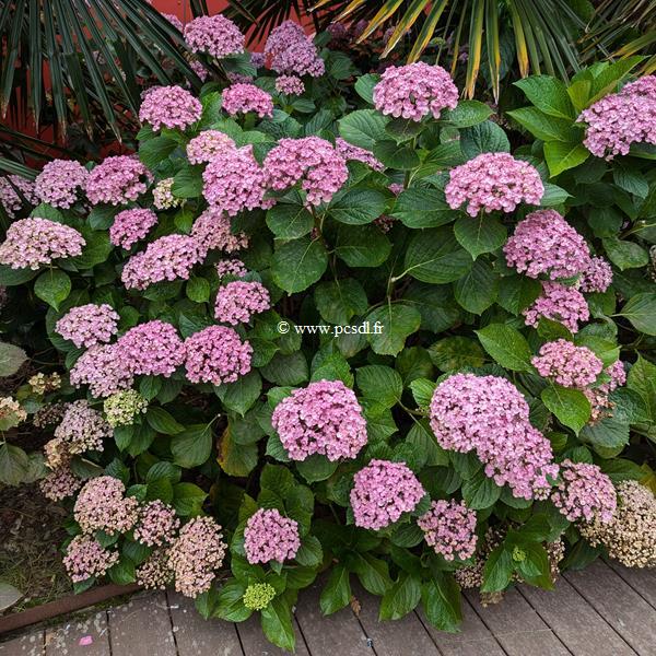 Hydrangea macrophylla Ayesha (5)