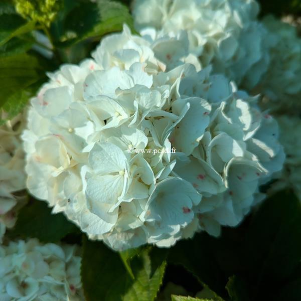 Hydrangea macrophylla Bride (5)