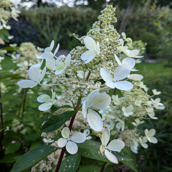 Hydrangea paniculata Pastel Green (7)