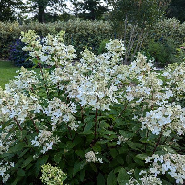 Hydrangea paniculata Pastel Green (8)