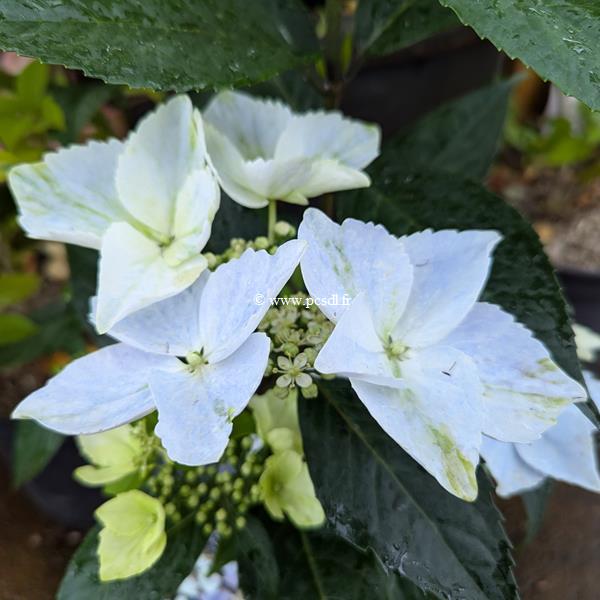 Hydrangea Renaissance (11)